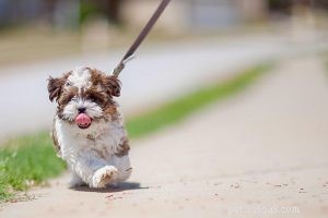 Coonhound – 헌터 독에 대한 개 품종 정보