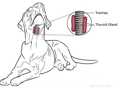 Coonhound – Informazioni sulla razza del cane sul cane cacciatore