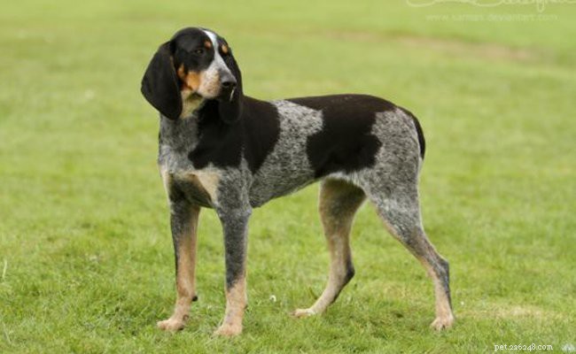 Coonhound – informace o plemeni psa o loveckém psovi