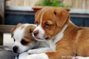 Coonhound – Informatie over hondenrassen over de jagershond