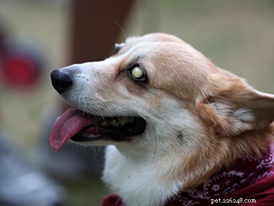 코기 강아지 – 귀여운 통치자에 대해 반드시 알아야 할 10가지 사실