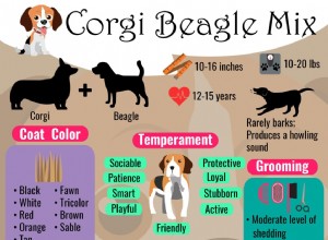 Corgi Beagle Mix – Beagi의 완전한 개 품종 정보