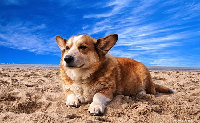 Corgi Beagle Mix – Complete hondenrasfeiten van Beagi