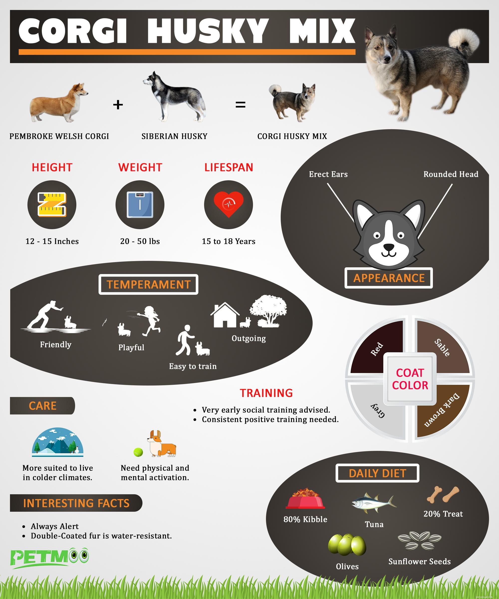 Corgi Husky Mix – Guida completa a Horgi e Siberian Husky