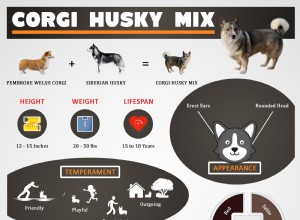 Corgi Husky Mix – kompletní průvodce horgi a sibiřským husky