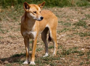 Dingo é um cachorro? Dingo pode ser um animal de estimação?
