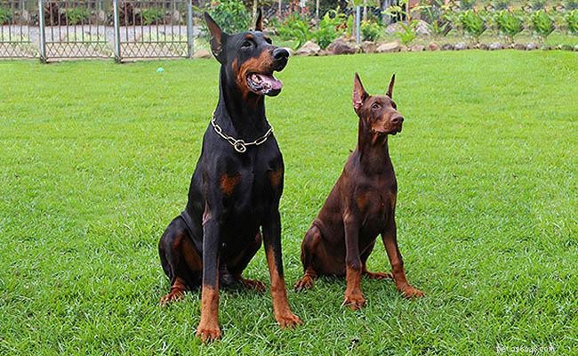 Dobermann Pinscher – Volledige informatie over hondenrassen