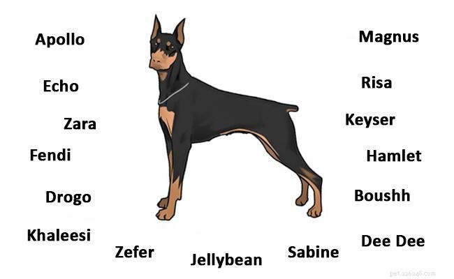 ドーベルマンピンシャー–完全な犬種情報