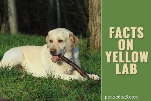Informations et soins sur la race de chiens Dogo Argentino