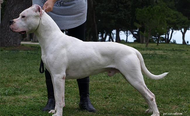 Dogo Argentino hondenras informatie en verzorging