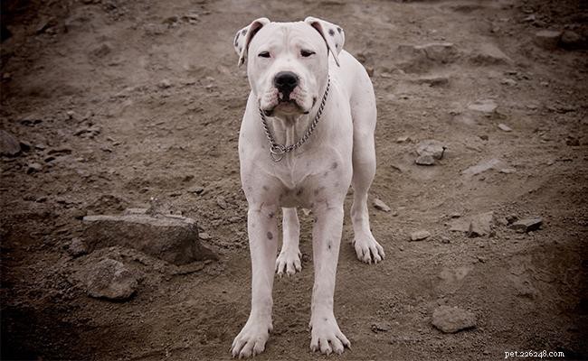 Dogo Argentino hundrasinformation och skötsel