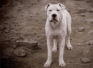 Dogo Argentino Dog Breed Information And Care