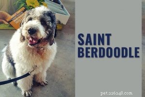 Dogo Sardo – Informations sur la race de chien avec histoire et traits