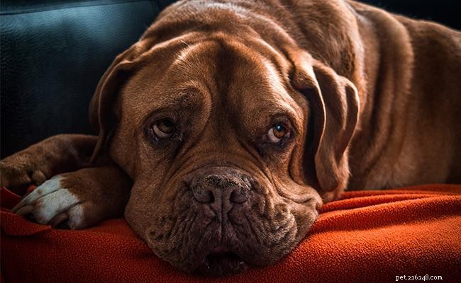 Бордоский дог – информация о породе собак о французском мастифе