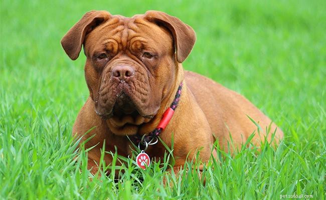 Dogue de Bordeaux – Informations sur la race de chien sur le dogue français