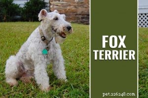 Dogue de Bordeaux – Informatie over hondenrassen over de Franse Mastiff