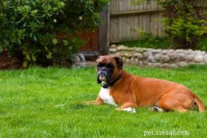 Dogue de Bordeaux –フランスのマスチフに関する犬の品種情報 