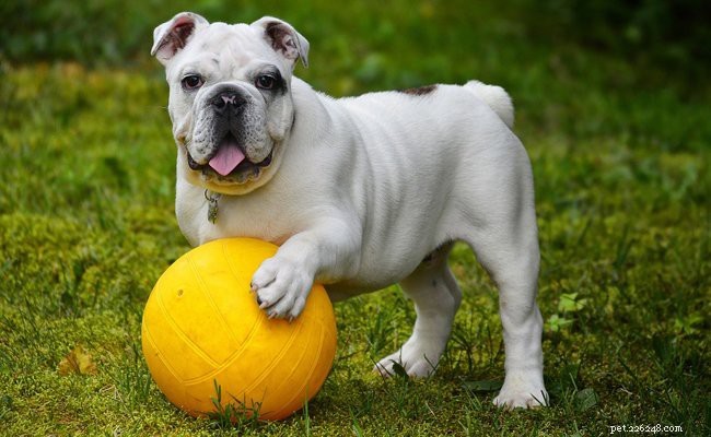 Engelse Bulldog-puppy s – Moet feiten kennen