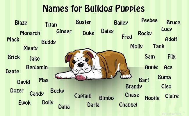 Cuccioli di bulldog inglese:fatti da conoscere