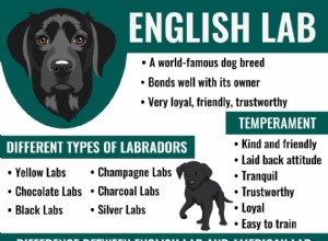 Laboratório de inglês – fatos sobre inglês versus labrador americano