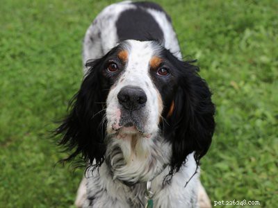 Engelsk setter – The Amazing Companion &Hunting Dog Breed