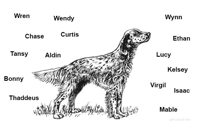 잉글리쉬 세터 – 놀라운 동반자 및 사냥개 품종