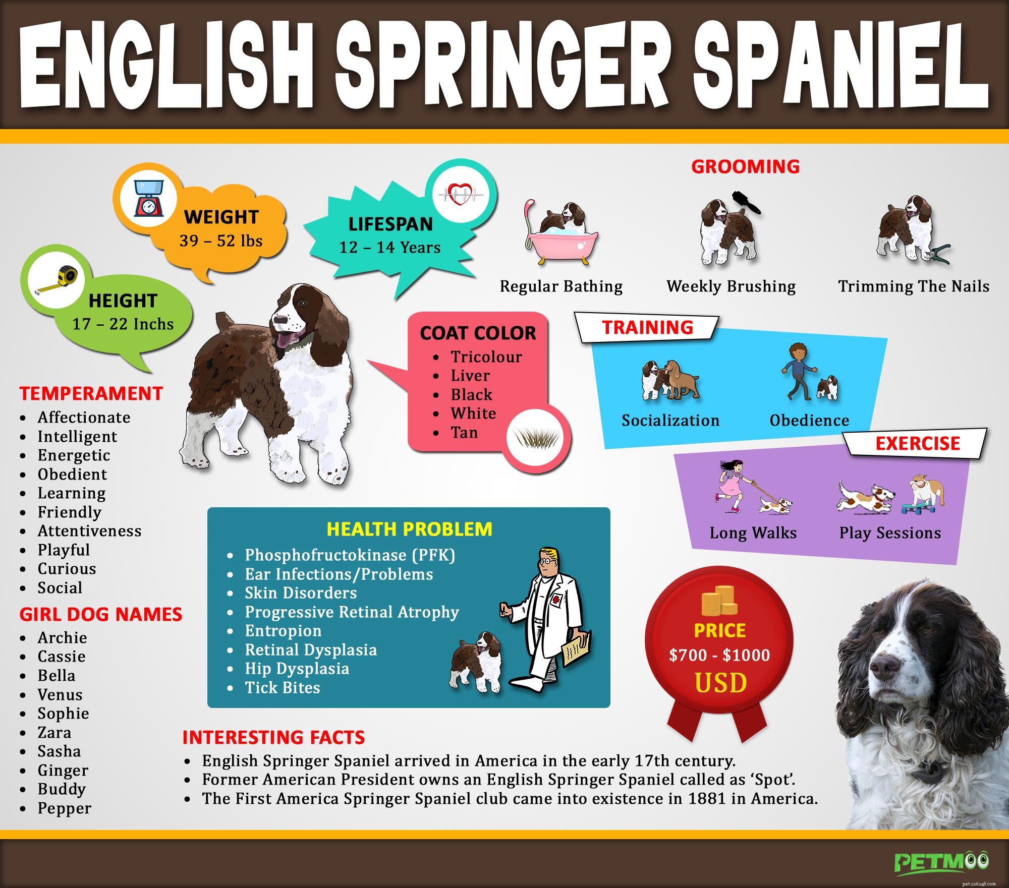 Springer Spaniel Inglês – Fatos e características essenciais