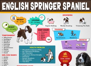 Springer Spaniel Inglês – Fatos e características essenciais