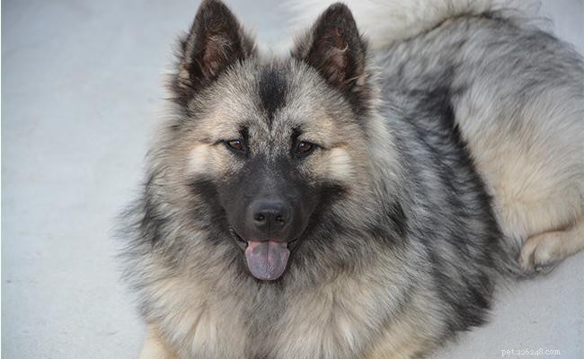 Informazioni e caratteristiche sulla razza canina Eurasier