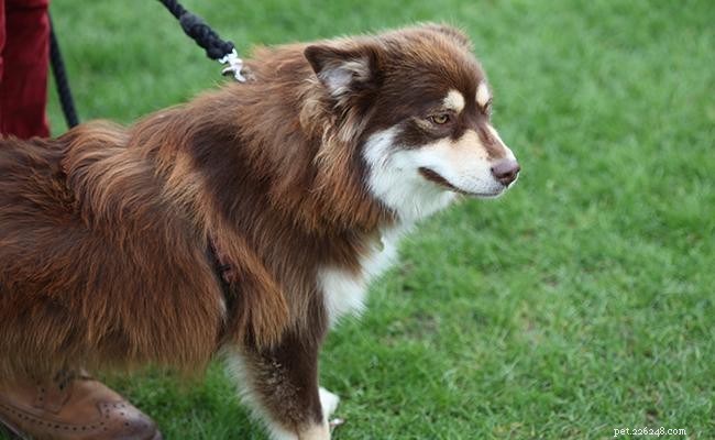 Finse spits – informatie over hondenrassen en temperament