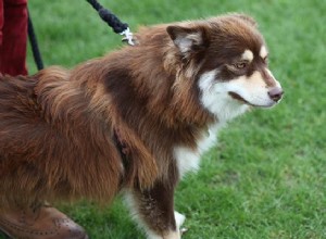Финский шпиц – информация о породе собак и темперамент