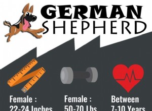 ジャーマンシェパード–犬の品種情報と健康問題 