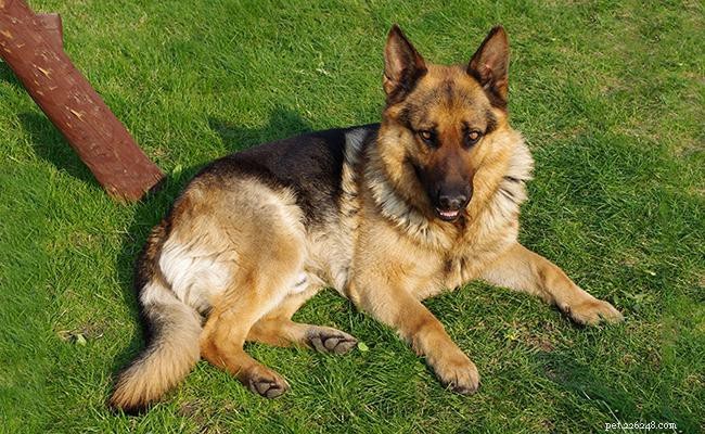 Немецкая овчарка — информация о породе собак и проблемы со здоровьем
