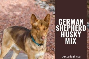 Duitse herder Golden Retriever-mix – een complete gids