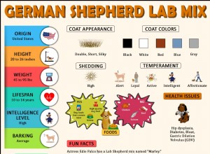 Laboratorní směs německého ovčáka – Kompletní průvodce před koupí Shepradora