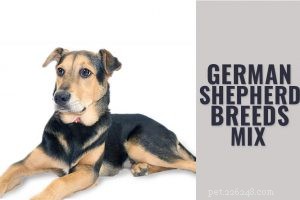 Duitse Herder Pitbull Mix - Volledige informatie over hondenrassen 