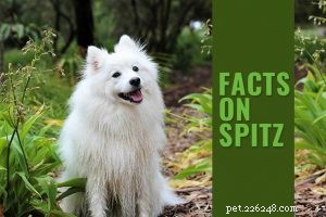 Informazioni sulla razza del cane da pastore tedesco a pelo corto