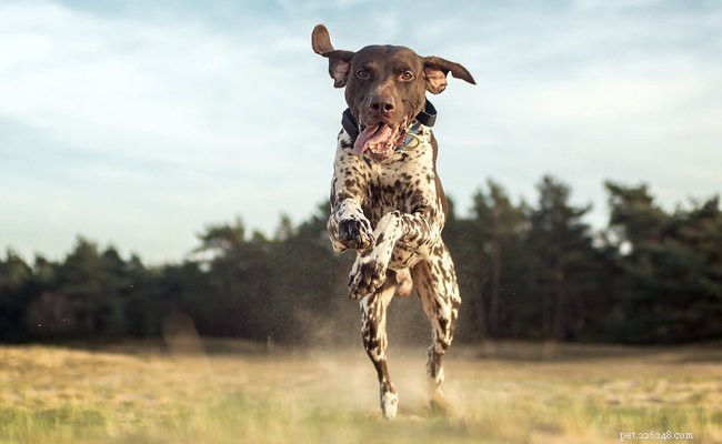 Mélange berger allemand Rottweiler – Faits sur la race et guide complet