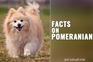 Spitz allemand – Faits uniques et informations sur la race de chien