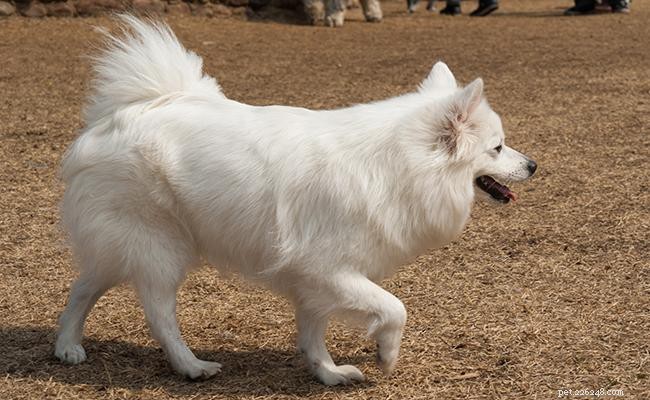 Spitz alemão – fatos únicos e informações sobre raças de cães