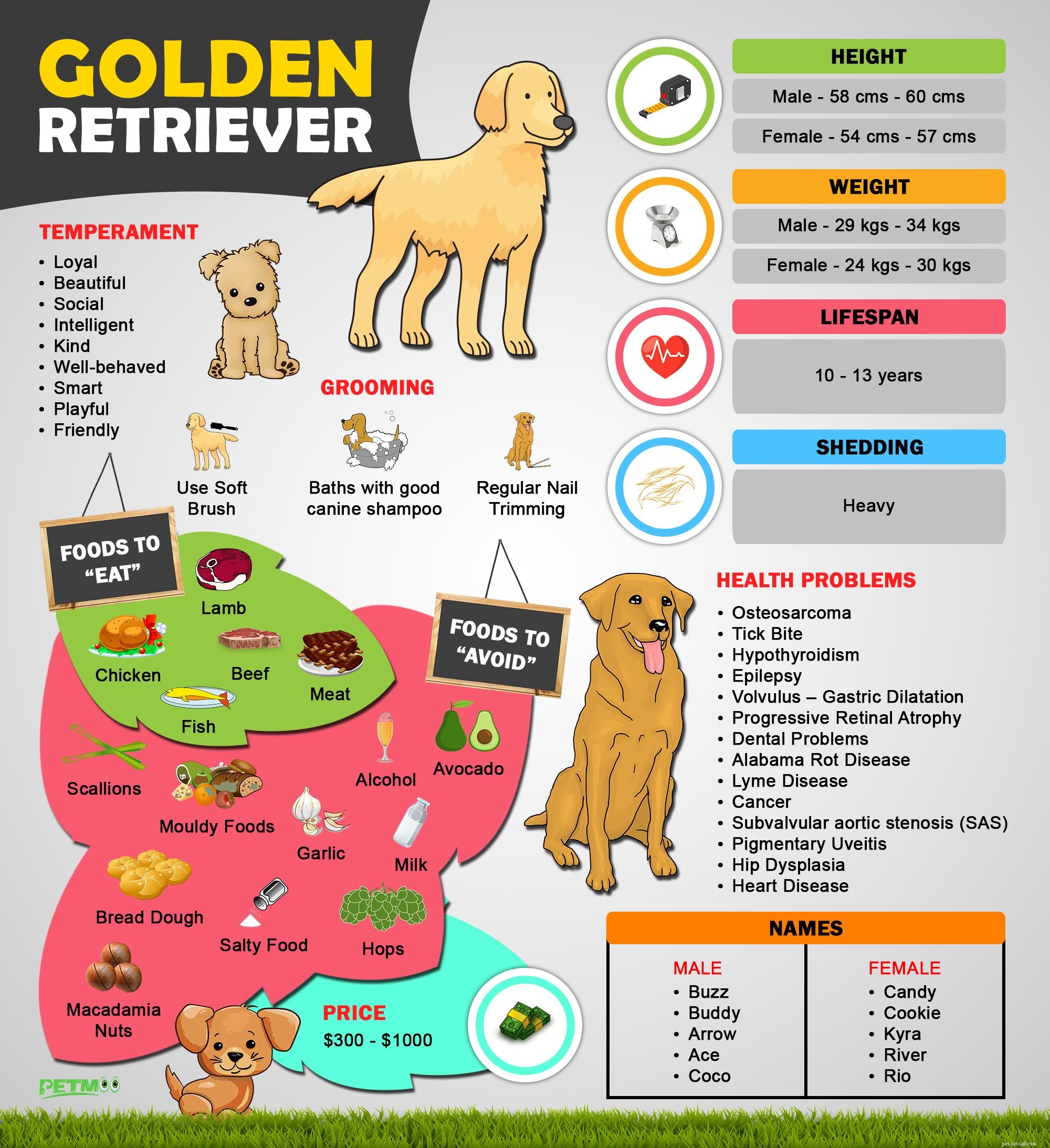 ゴールデンレトリバーの子犬–事実と特徴を知っておく必要があります