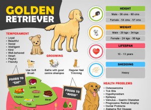 Golden Retriever-valpar – måste känna till fakta och egenskaper