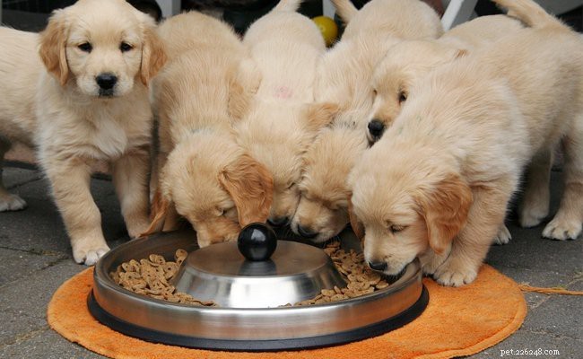 Cuccioli di Golden Retriever:fatti e tratti da conoscere