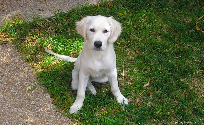 Golden Retriever-puppy s – moet feiten en eigenschappen kennen