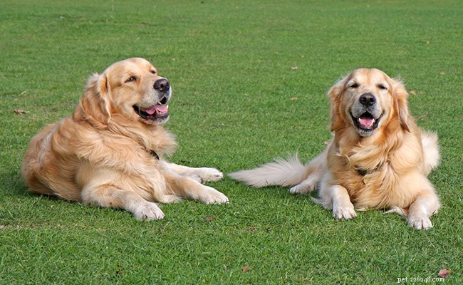 Cuccioli di Golden Retriever:fatti e tratti da conoscere