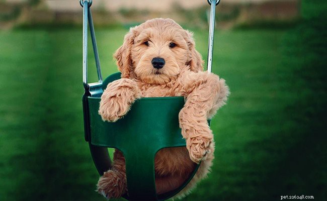 ゴールデンドゥードルの子犬–完全な犬の品種情報 