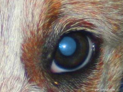 Goldendoodle-valpar – fullständig information om hundraser