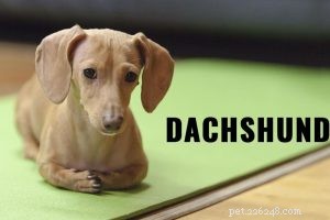 Dogue Allemand – Informations sur la race de chiens sur  l Apollon des chiens 