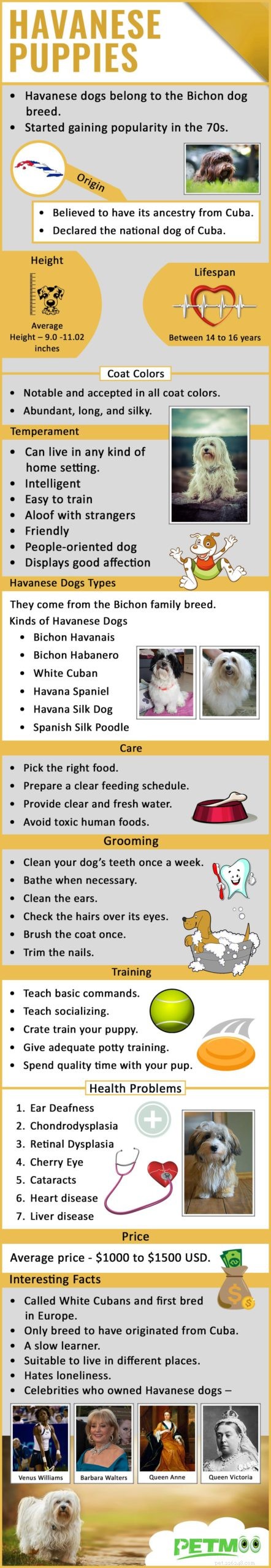Havanese 강아지 – 전체 품종 정보 및 건강 문제
