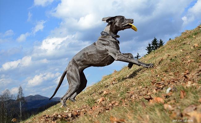グレートデン–「犬のアポロ」に関する犬の品種情報 